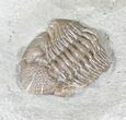 Long, Partially Enrolled Eldredgeops Trilobite - Ohio #50900-3